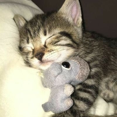 i like cats