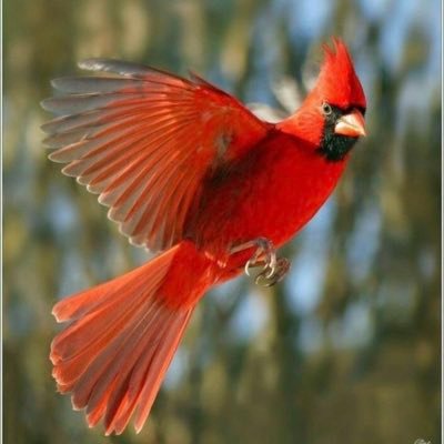 cardinal157 Profile Picture