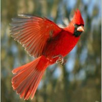 cardinal157(@cardinal157) 's Twitter Profile Photo
