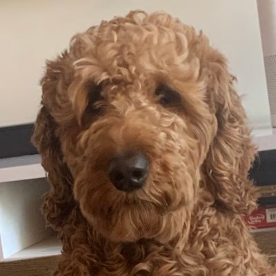 IvyMaka's profile picture. 