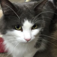 ぷにこ (@punikon_uzu) 's Twitter Profile