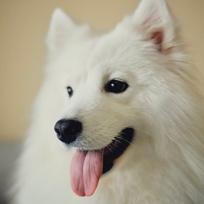 dogluckybaby's profile picture. Woof~ KOL