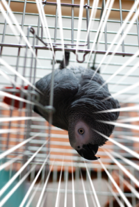 ボクの名前はインコマン！ 
その正体は春日ぐふ(19歳)！
触るモノみなクチバシひとつでダウンさ！話しかけると下手なコミュ力発揮しちゃうよ！アイアムBOT？ヨウム？クルッポー！
