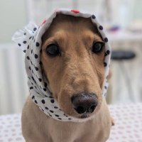 ペス (@mamomiiji) Twitter profile photo