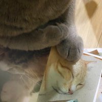 Darimmy (@darimmy) 's Twitter Profile Photo