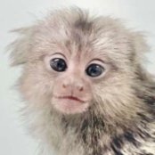 第13回日本マーモセット研究会大会 (@jsmr_2023) 's Twitter Profile Photo