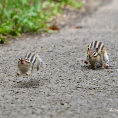 シマリスのゆきちゃんと一緒に暮らす動物好き🐿
私は日本語が下手で、勉強しています
よろしくお願いします