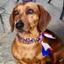 El Perro Gil (@perrogil) Twitter profile photo
