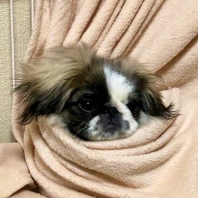 Timo_peki's profile picture. ペキニーズのティモシー🐶／ヤンチャな男の子／2022/10/25生まれ🎂／無言フォロー失礼します🙇‍♀️／フォローはお気軽に😊