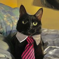 ferrizwhl (@ferrizwhl) 's Twitter Profile
