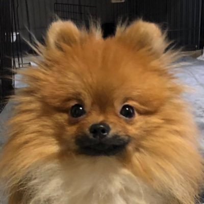 papipome3's profile picture. 🎂2022/4/23 🏠2022/07/13 お迎えしたポメラニアンのじん君 🐶💓じん君と平和な日常生活の日々を娘とまったりマイペースに更新してます！（ワンコに会いたがりの娘は帰省好き😂）※わんちゃんを飼われている方無言フォロー失礼します☺️