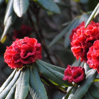 snap_dragon99's profile picture. 