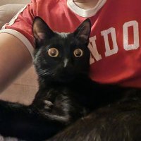 Zorro zoretto (@zorrozoretto) 's Twitter Profile
