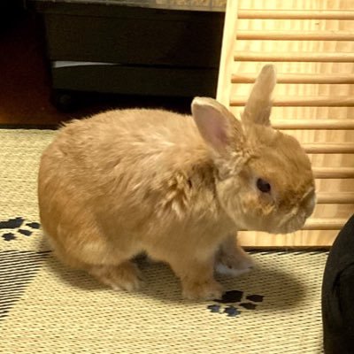 love_up_sumomi's profile picture. 甲斐犬とネザーランドドワーフと動物全般とポルノグラフィティと加藤和樹とお笑いと怖い話とハヤトの野望とTOP4が好き