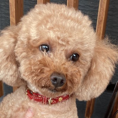 マカオさんのプロフィール画像