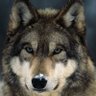 NFTSAPHIRE's profile picture. Just a beginner trader trying to reach 6 figures in 4 years