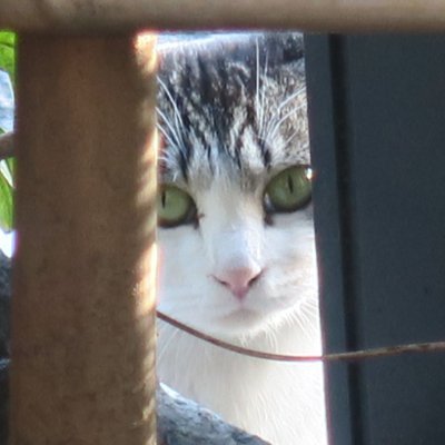 shiroinekono's profile picture. 