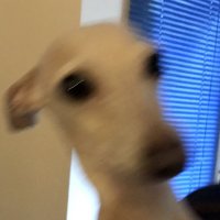 woolydelav squatté (@woolydelav) 's Twitter Profile