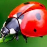 ladybird ( Mavi Tik ;)(@ladybird_brd) 's Twitter Profile Photo