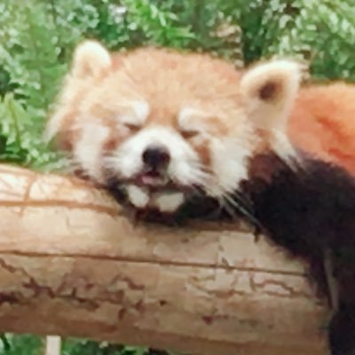 さいか🌈さんのプロフィール画像