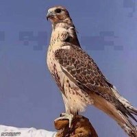 علي الكلدي حساب بديل (@vtep2tthypcoix8) 's Twitter Profile