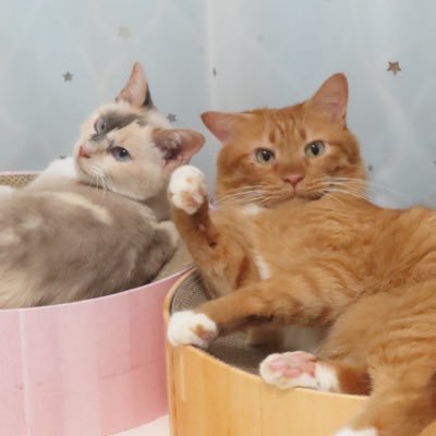 I☆YOKOHAMA #baystars / #FMヨコハマ リスナー / #保護猫 フィンちゃん♂&るるちゃん♀ / 合唱: ラブライブ!合唱団 音ノ木の星合唱部La Piume Blu @la_piume_blu /🍚🍭💮😈📶🦊🐧🪫🏆