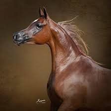 ramy87362813015's profile picture. حساب خاص شخصي.