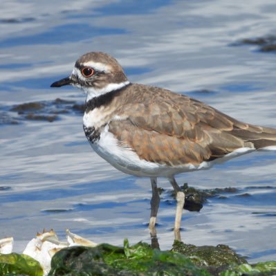 Glos-based birder and lover of the natural world