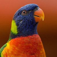 Dünya Sadece Bizim Değil 🦥 (@canlisevgisi) 's Twitter Profile Photo Dünya Sadece Bizim Değil 🦥 (@canlisevgisi) 's Twitter Profile Photo