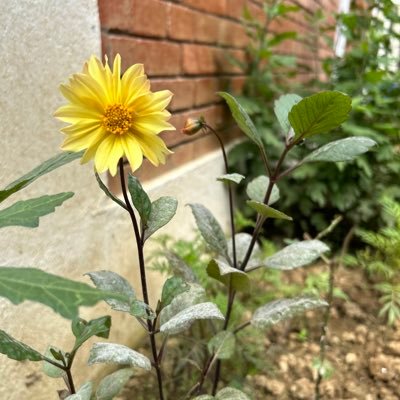 saraogi_de60053's profile picture. Observer