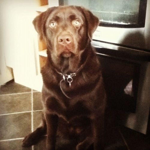 MooseAuChocolat's profile picture. I'm a dog. No, really.