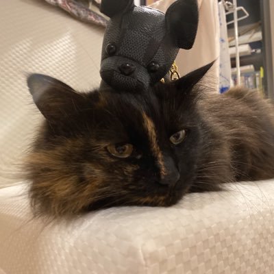 all_in078's profile picture. スロット(軍団)、ポーカー、麻雀、株