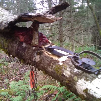 🇺🇸MAGA🏴☠️Avid hunter, trapper, I enjoy tanning pelts, eating, and stuff. Shutup hippie