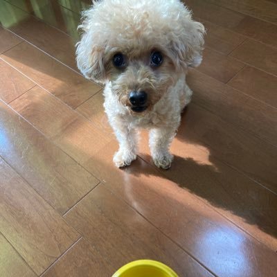 とぅらんちゅ的なつぶやきアカウントですTOLAND VLOGの動画はしっかり見てるはずなのに忘却しちゃう… 大阪市で足もみ屋してるオカン