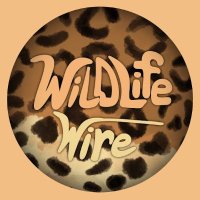 Wildlife Wire (@wildlifewire) 's Twitter Profile Photo Wildlife Wire (@wildlifewire) 's Twitter Profile Photo