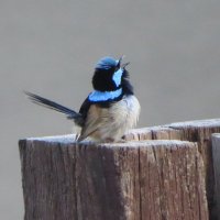 Birds in Backyards(@UrbanBirdsOz) 's Twitter Profileg