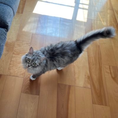 息子の影響でオオクワ飼育始めました～ よろしくです!