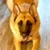 Igmu Sapa 🐕 SouthOCheri🐕🇺🇸🐕🇺🇸🐕 (@freyasbluecat) Twitter profile photo Igmu Sapa 🐕 SouthOCheri🐕🇺🇸🐕🇺🇸🐕 (@freyasbluecat) Twitter profile photo