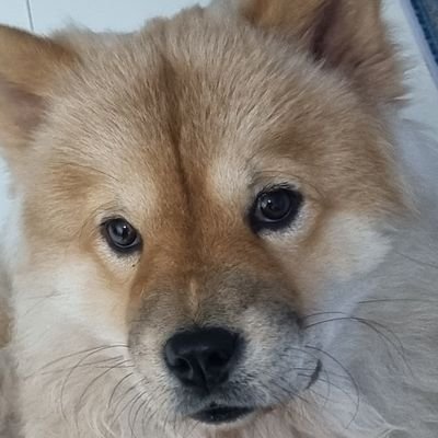 ChowchowLovely's profile picture. เรื่องของฉัน