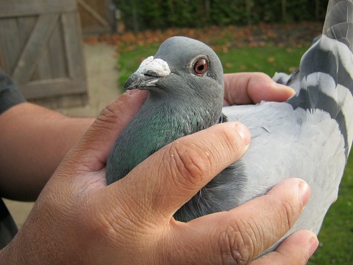 Amir_38's profile picture. Mijn hobby is duivenmelker en Ajax is mij favoriete  club