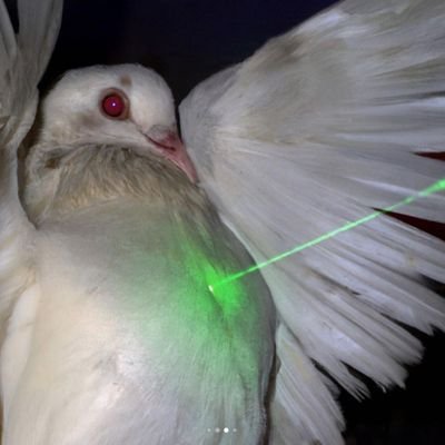 justalildove's profile picture.