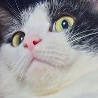 ใฉใใใ (@sdp_picsycat) 's Twitter Profile Photo ใฉใใใ (@sdp_picsycat) 's Twitter Profile Photo