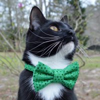 Meowed (@meowed_1) 's Twitter Profile