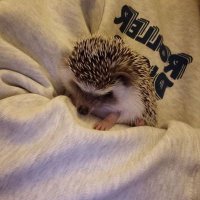 Nobby (@heeewwoof) 's Twitter Profile
