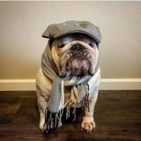 Bulldog23(@bull_dog33) 's Twitter Profile Photo