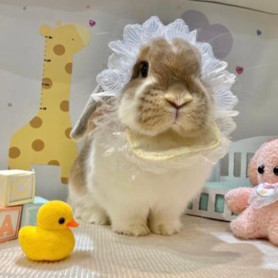 うさぎのミミちゃん🐰 Profile