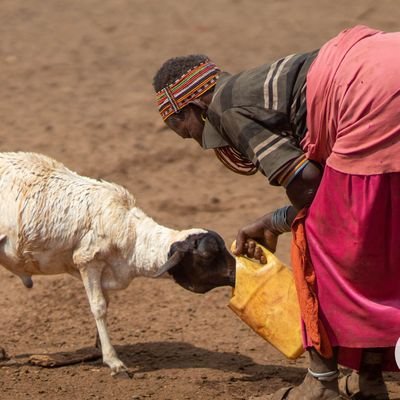 The Kenya Livestock Commercialization Project