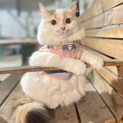 Mochi, Ndut, Flowie, Candy, Oyen, Tambi, Kenzu - Teng, Bubu, Grey🥀🌈