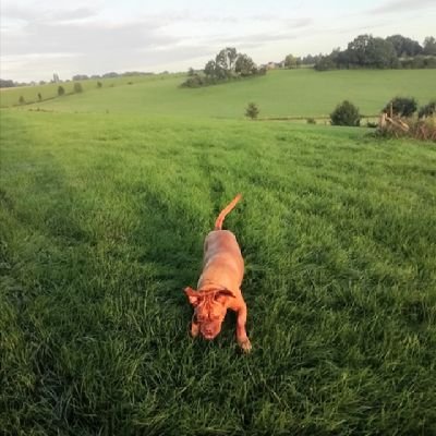 Bordeauxdoglove Profile Picture