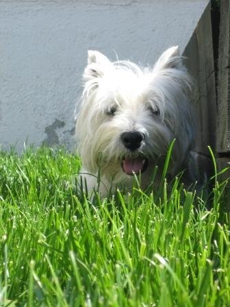 anesgu's profile picture. 